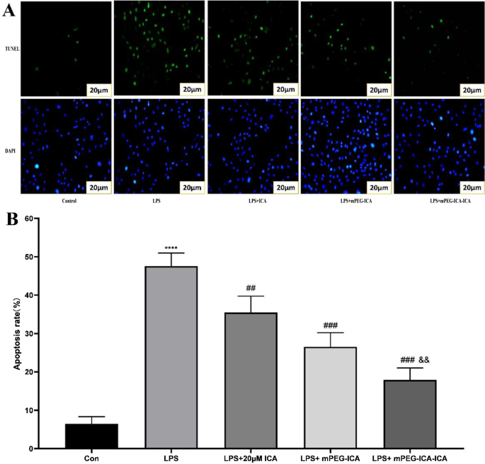 Nanoparticules de mPEG chargées d icariine : protection renforcée contre la cardiotoxicité induite par LPS dans les cellules H9c2
