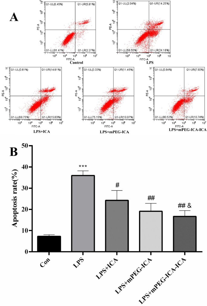 Nanoparticules de mPEG chargées d icariine : protection renforcée contre la cardiotoxicité induite par LPS dans les cellules H9c2