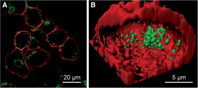 Applications biomédicales des nanoclusters d or : avancées récentes et orientations futures