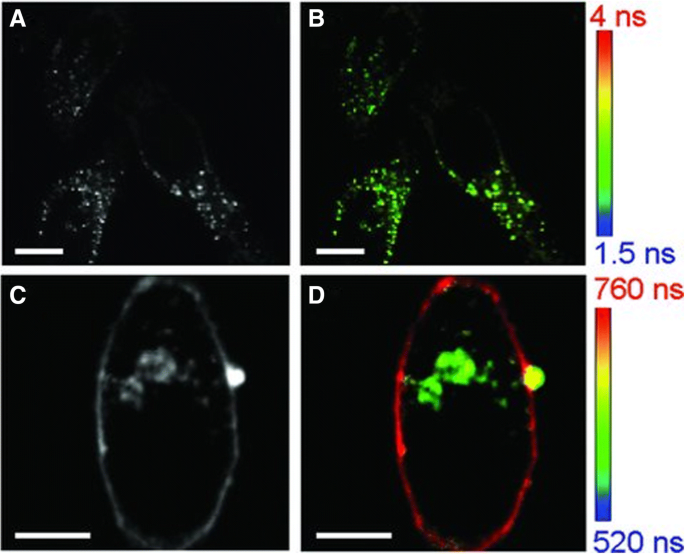 Applications biomédicales des nanoclusters d or : avancées récentes et orientations futures