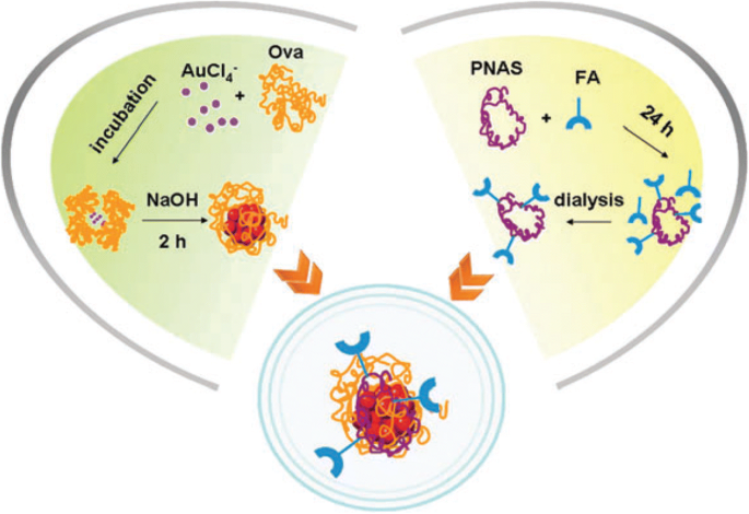 Applications biomédicales des nanoclusters d or : avancées récentes et orientations futures