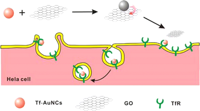 Applications biomédicales des nanoclusters d or : avancées récentes et orientations futures