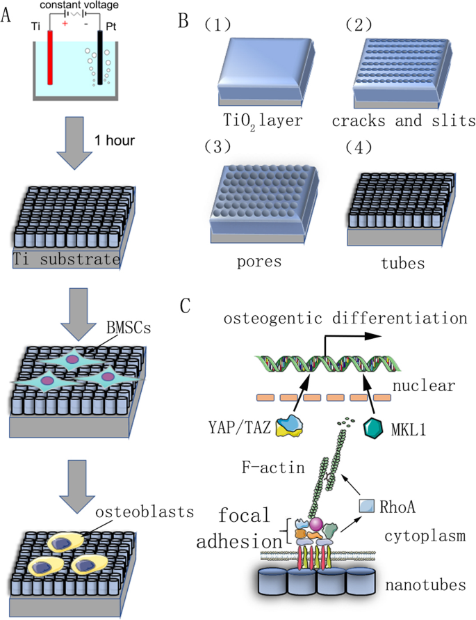 L F-actine médie la différenciation ostéogénique des cellules souches mésenchymateuses sur nanotubes de TiO₂ via MKL1 et YAP/TAZ
