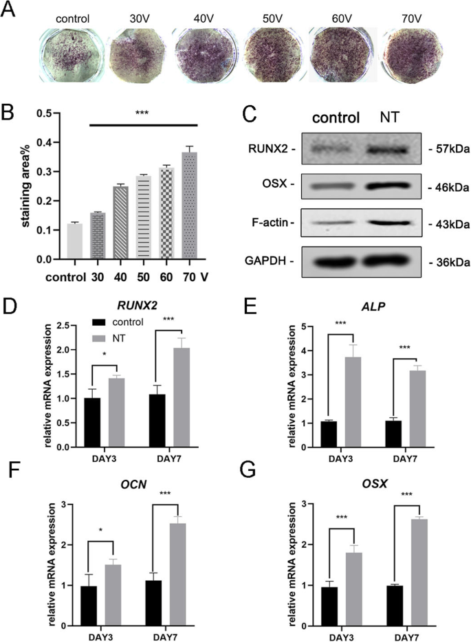 L F-actine médie la différenciation ostéogénique des cellules souches mésenchymateuses sur nanotubes de TiO₂ via MKL1 et YAP/TAZ