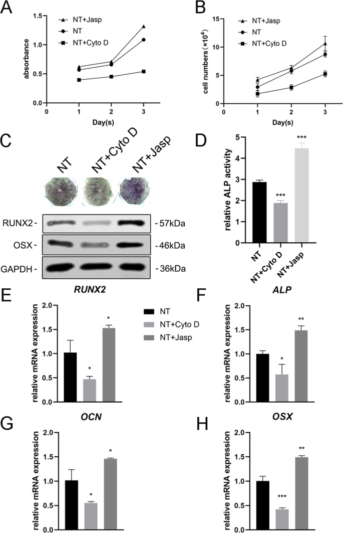 L F-actine médie la différenciation ostéogénique des cellules souches mésenchymateuses sur nanotubes de TiO₂ via MKL1 et YAP/TAZ